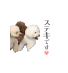トイプー家族4（個別スタンプ：7）