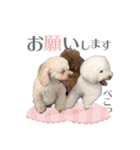トイプー家族4（個別スタンプ：8）