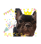 フレブルのムサシくん（個別スタンプ：1）
