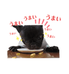 フレブルのムサシくん（個別スタンプ：26）