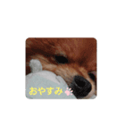 Pomeranian-no-Kai（個別スタンプ：1）