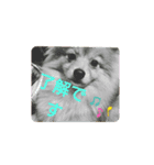 Pomeranian-no-Kai（個別スタンプ：2）