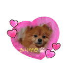 Pomeranian-no-Kai（個別スタンプ：3）