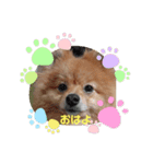 Pomeranian-no-Kai（個別スタンプ：4）