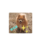 Pomeranian-no-Kai（個別スタンプ：5）