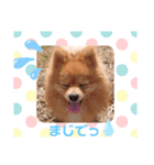 Pomeranian-no-Kai（個別スタンプ：6）