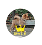 Pomeranian-no-Kai（個別スタンプ：7）