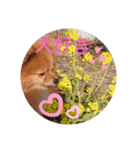 Pomeranian-no-Kai（個別スタンプ：8）