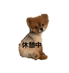 ポメラニアンのルーツ（個別スタンプ：6）