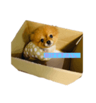 ポメラニアンのルーツ（個別スタンプ：7）