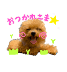 くまのらぐび（個別スタンプ：5）