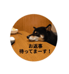 黒柴むさしのゆるスタンプ（個別スタンプ：7）