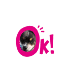 Yeah！チワワです。（個別スタンプ：1）