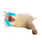 佐藤さんちのごはんちゃん（個別スタンプ：4）