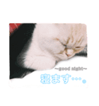 佐藤さんちのごはんちゃん（個別スタンプ：5）