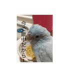 マメルリハのスタンプセット（個別スタンプ：1）