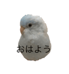 マメルリハのスタンプセット（個別スタンプ：2）
