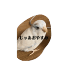 マメルリハのスタンプセット（個別スタンプ：7）