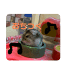 おちゃめな2ひき（個別スタンプ：7）