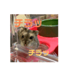 おちゃめな2ひき（個別スタンプ：16）