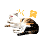 あやちょスタンプねこ5（個別スタンプ：3）