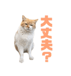 あやちょスタンプねこ5（個別スタンプ：4）