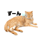 あやちょスタンプねこ5（個別スタンプ：5）