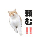 あやちょスタンプねこ5（個別スタンプ：10）