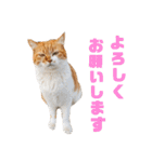 あやちょスタンプねこ5（個別スタンプ：12）