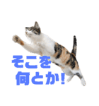あやちょスタンプねこ5（個別スタンプ：13）