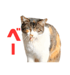 あやちょスタンプねこ5（個別スタンプ：14）