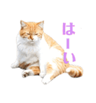 あやちょスタンプねこ5（個別スタンプ：15）