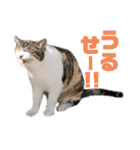 あやちょスタンプねこ5（個別スタンプ：16）