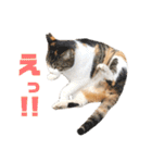 あやちょスタンプねこ5（個別スタンプ：17）