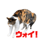 あやちょスタンプねこ5（個別スタンプ：19）