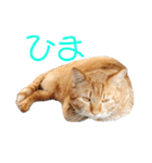 あやちょスタンプねこ5（個別スタンプ：20）