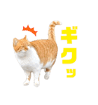 あやちょスタンプねこ5（個別スタンプ：21）