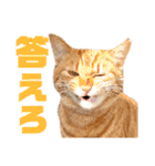 あやちょスタンプねこ5（個別スタンプ：22）
