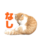 あやちょスタンプねこ5（個別スタンプ：23）