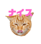 あやちょスタンプねこ5（個別スタンプ：24）
