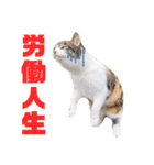 あやちょスタンプねこ5（個別スタンプ：25）