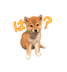 柴犬のなつ(子犬編)（個別スタンプ：1）