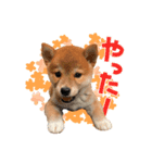 柴犬のなつ(子犬編)（個別スタンプ：2）