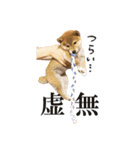 柴犬のなつ(子犬編)（個別スタンプ：3）