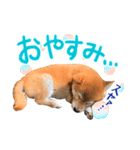 柴犬のなつ(子犬編)（個別スタンプ：4）