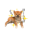 柴犬のなつ(子犬編)（個別スタンプ：6）