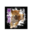 柴犬のなつ(子犬編)（個別スタンプ：7）