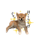 柴犬のなつ(子犬編)（個別スタンプ：8）