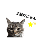 ねこスタンプ₍˄·͈༝·͈˄₎（個別スタンプ：1）