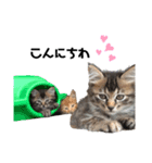 ねこスタンプ₍˄·͈༝·͈˄₎（個別スタンプ：3）
